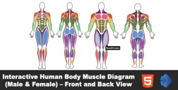 Interactive Human Body Muscle Diagram (Male & Female) – Front and Back View